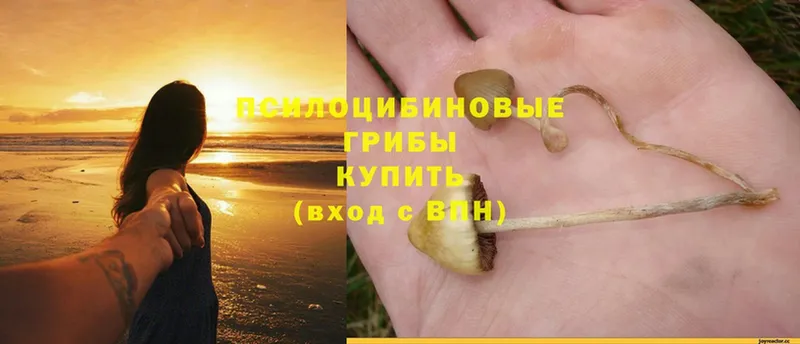 Псилоцибиновые грибы Magic Shrooms  как найти закладки  Минусинск 